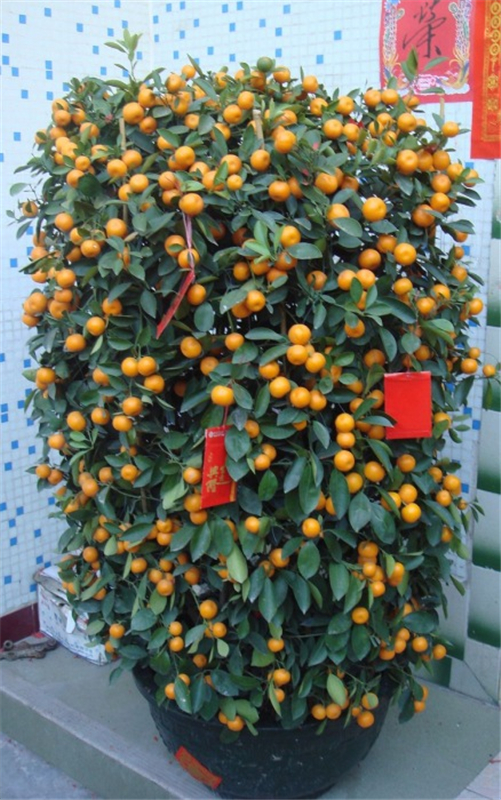 四季桔（jú）