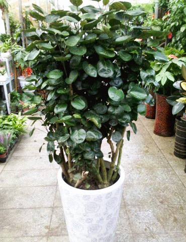 细叶福（fú）禄桐