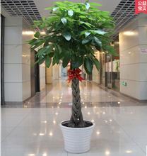 五遍发财树（shù）