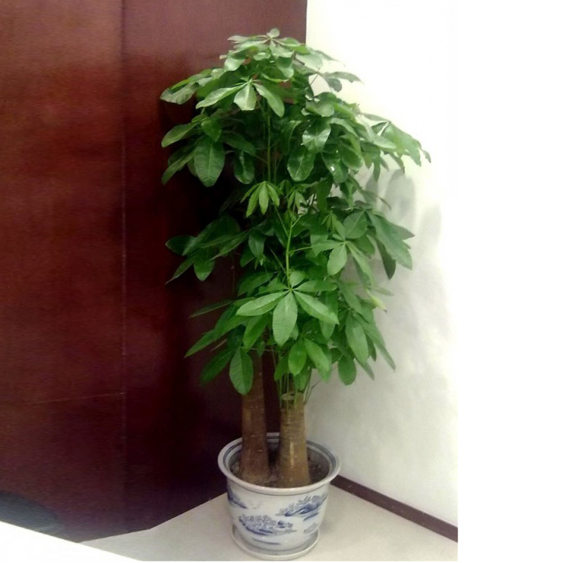 三（sān）支发财树