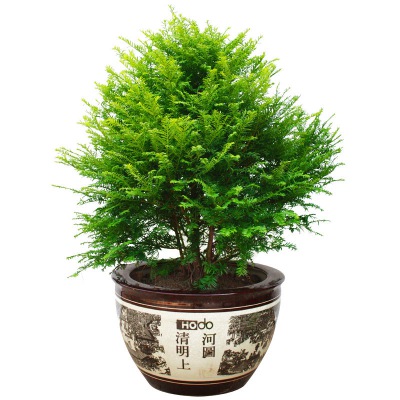 红（hóng）豆杉