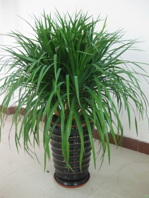 龙（lóng）血铁