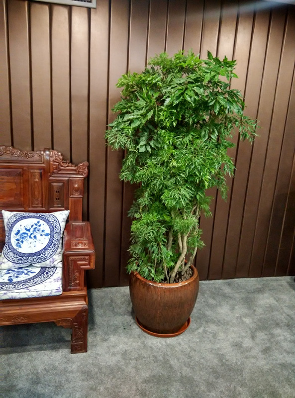 细叶福禄（lù）桐