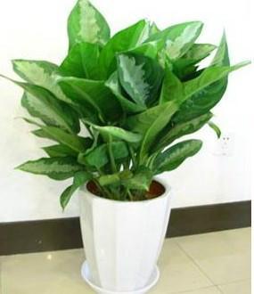 雅丽皇后（hòu）