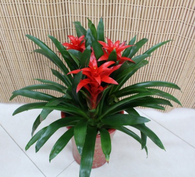 鸿（hóng）运当头