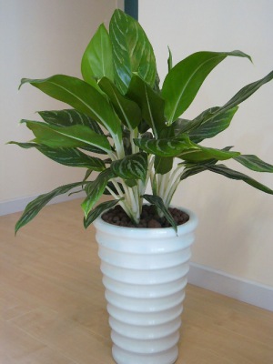 白（bái）雪公主