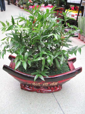 桌面盆（pén）景