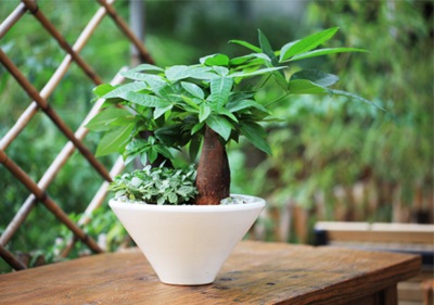 小发财树盆（pén）景