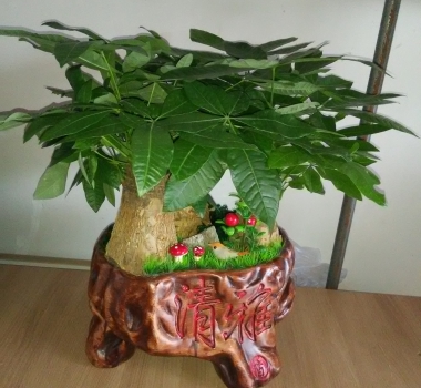 发（fā）财树盆景