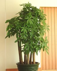 五枝发（fā）财树