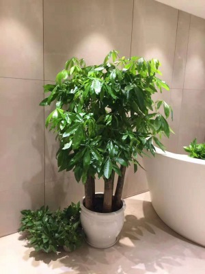 五支发财树（shù）