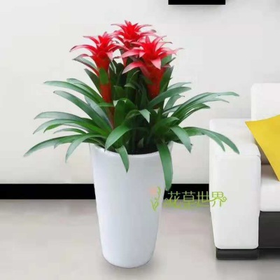 鸿运（yùn）当头