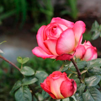 月季怎么过冬 月季冬季浇水方法和（hé）注意事项