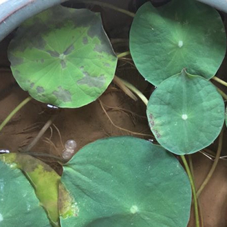 碗莲叶子生病了怎么（me）办 碗莲叶子得了叶斑病怎么（me）救