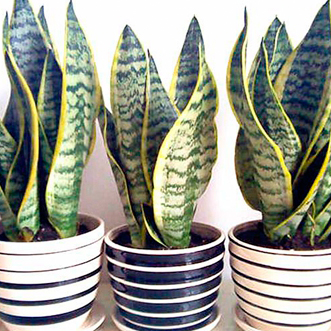 虎皮兰（lán）适合放在卧室吗 虎皮兰放在卧室养好吗