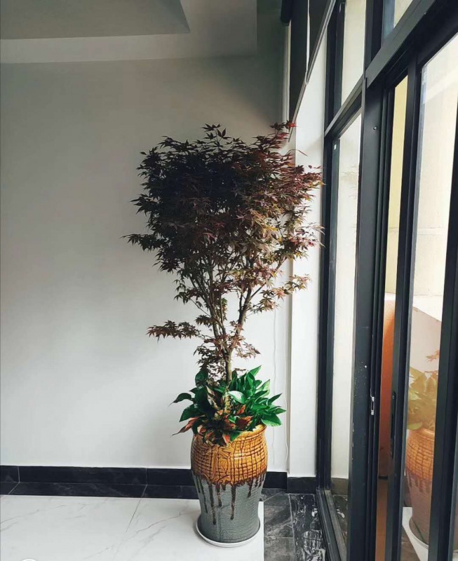 枫（fēng）叶树