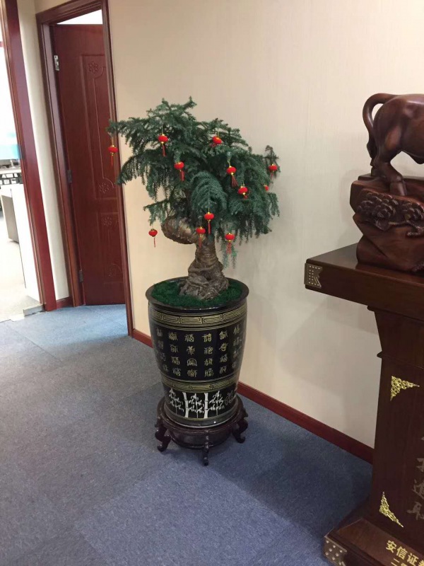 不（bú）老松（sōng）