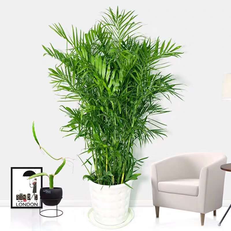 夏（xià）威夷竹