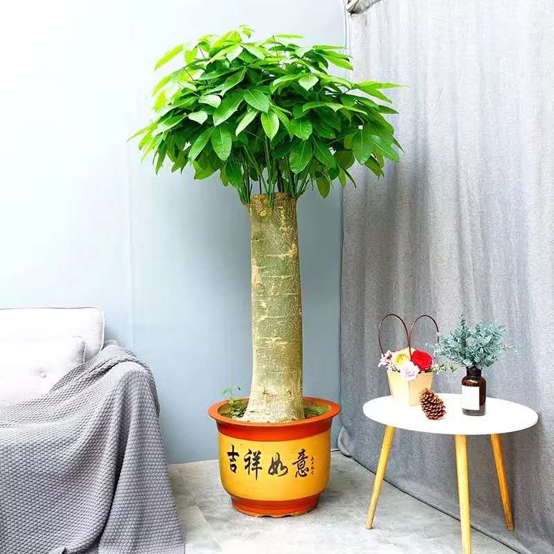 单支（zhī）发财树