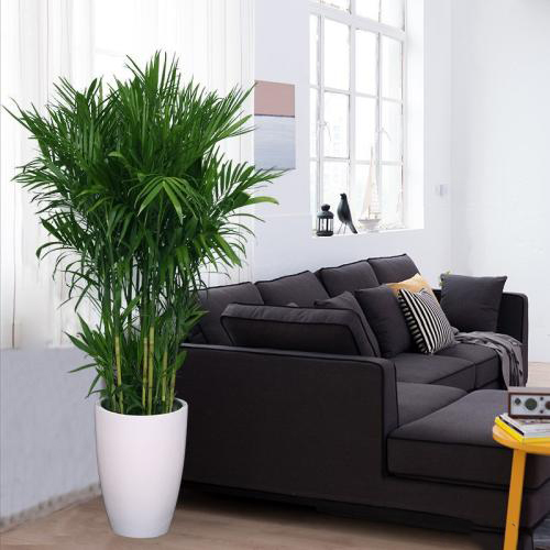 夏威（wēi）夷竹