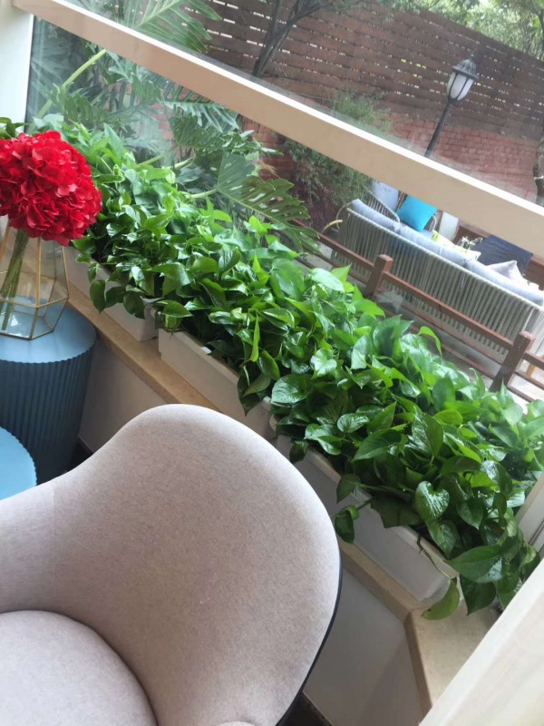 花（huā）槽植物