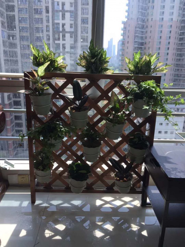 花架植物（wù）