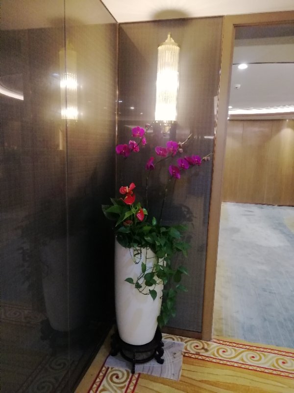 开花植（zhí）物