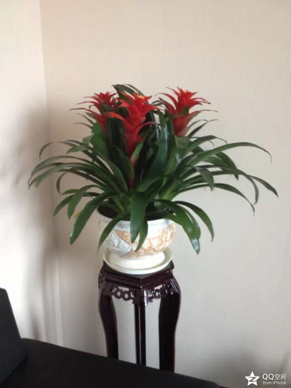 木架植（zhí）物