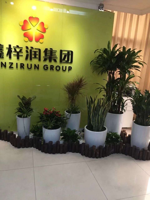 艺(yì)术组合盆景