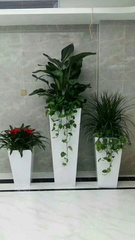 艺术组合(hé)盆(pén)景