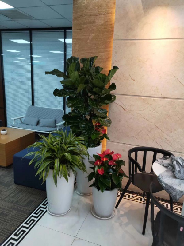 艺术组合(hé)盆景