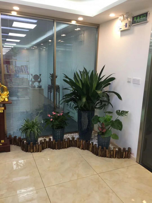 艺术组(zǔ)合盆景