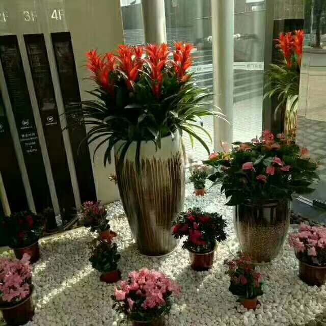 艺（yì）术组合（hé）盆景