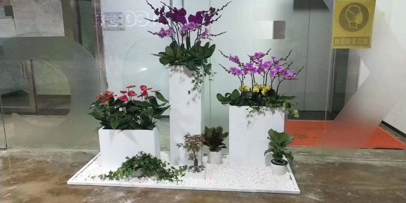 艺术组合（hé）盆景