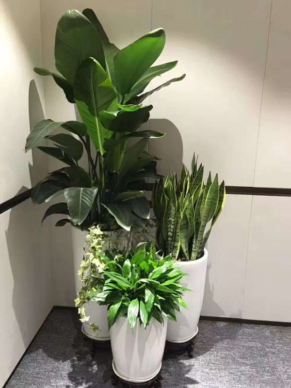 艺术组合盆(pén)景