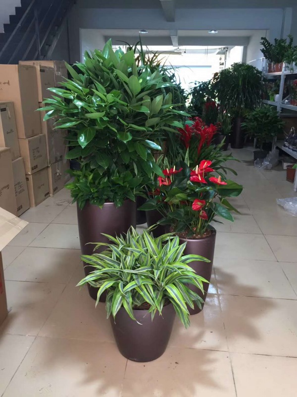 艺术组合盆（pén）景（jǐng）