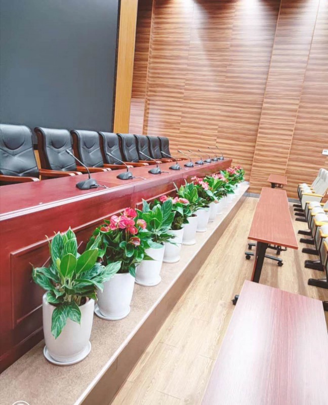 中型室内(nèi)植物