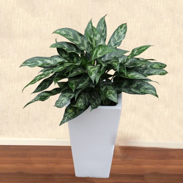 中型室内（nèi）植物（wù）