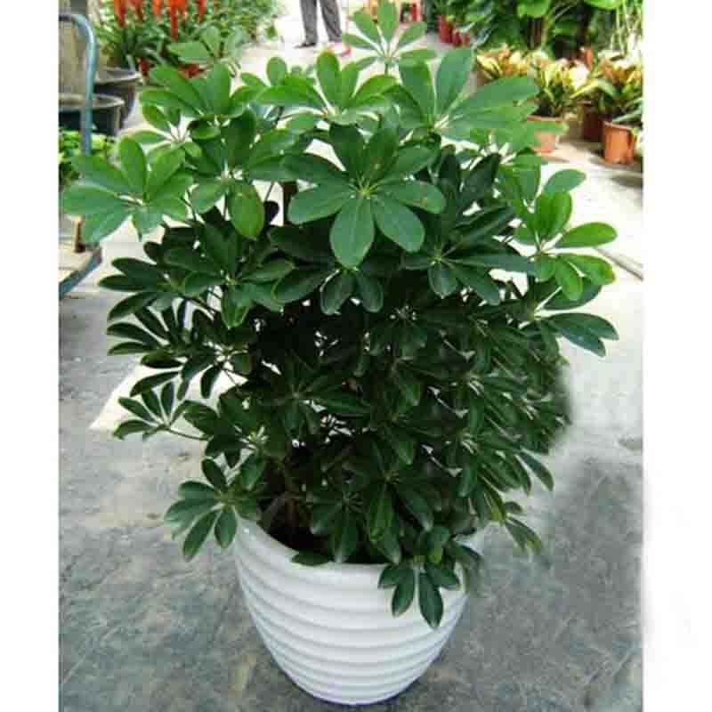 中型（xíng）室内植物