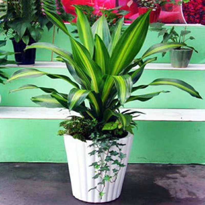 中型室（shì）内植（zhí）物