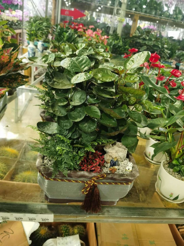 桌(zhuō)面盆(pén)景