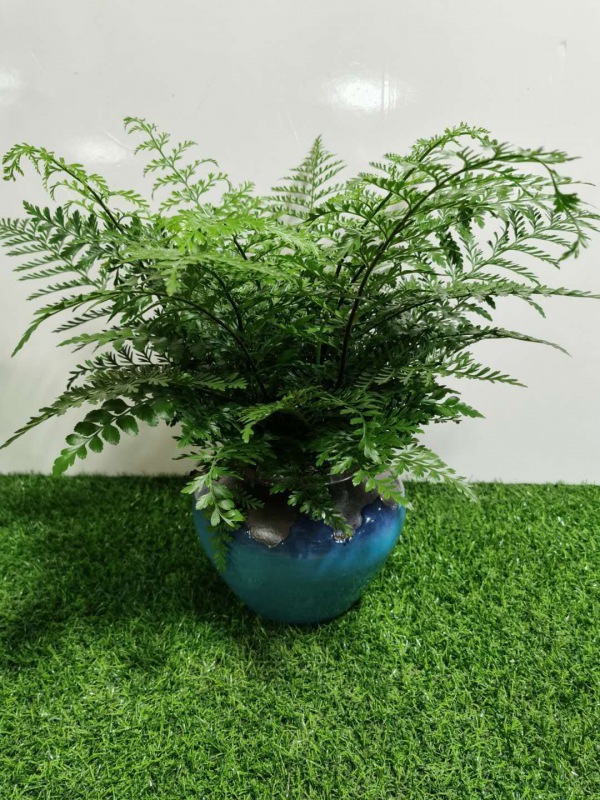 桌面（miàn）盆景