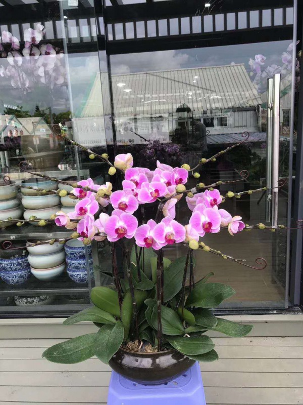 桌面盆（pén）景