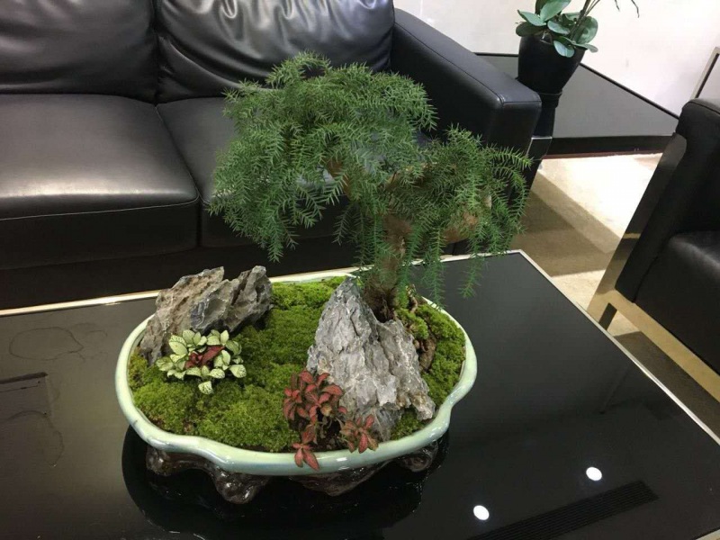 桌面盆景（jǐng）