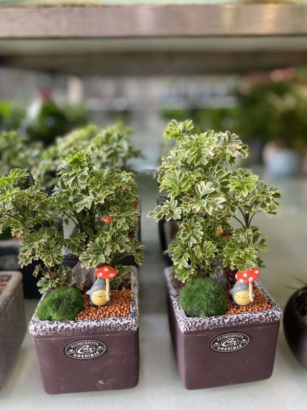 桌（zhuō）面盆景