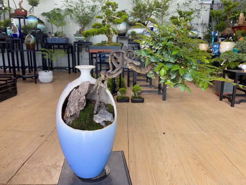 桌（zhuō）面盆景