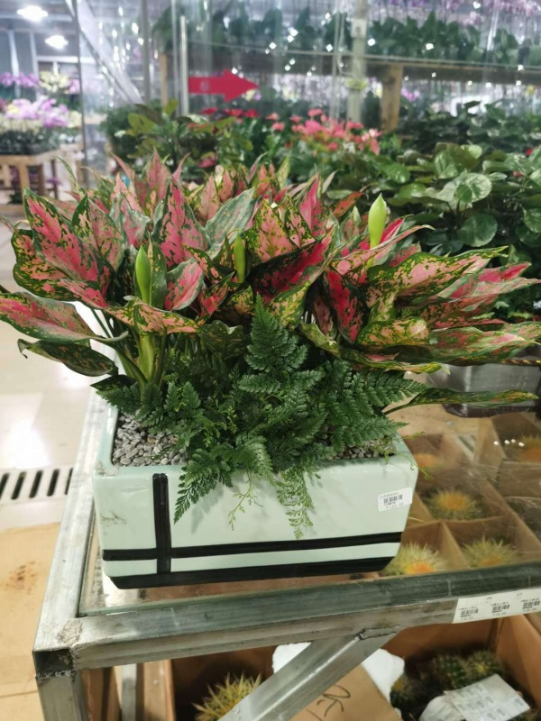 桌面盆景（jǐng）