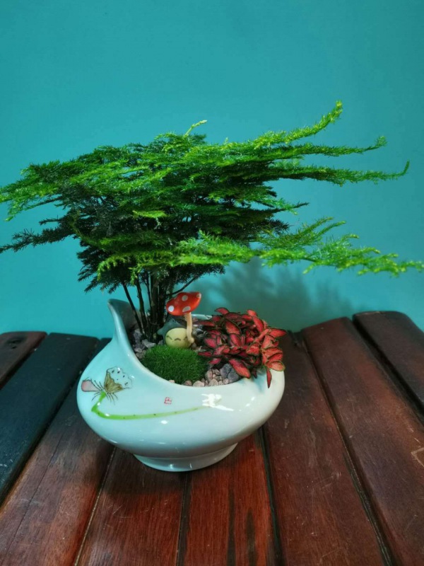 桌面盆（pén）景