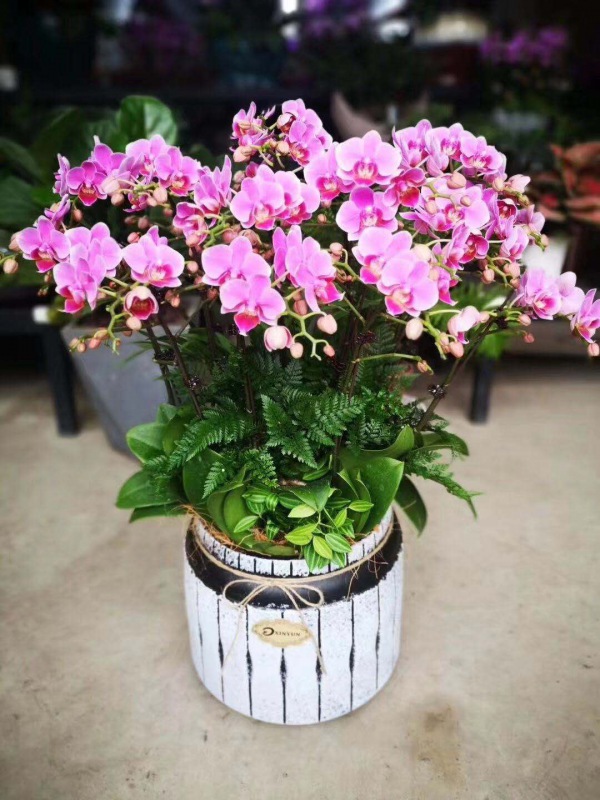 桌（zhuō）面（miàn）盆景（jǐng）