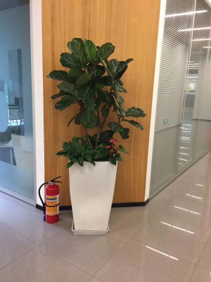 组合琴（qín）叶榕